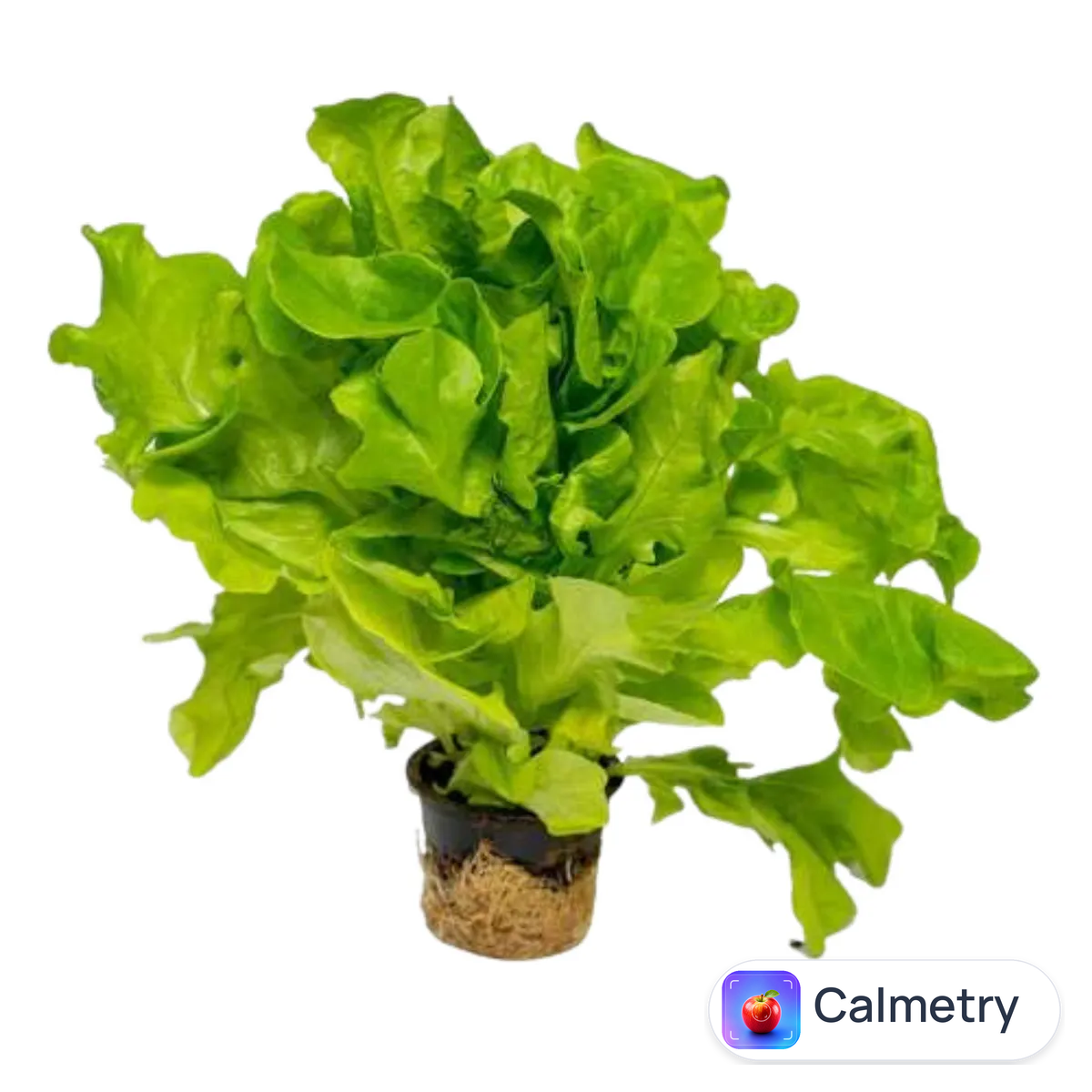 Салат зелений Galicia Greenery «Дубок»