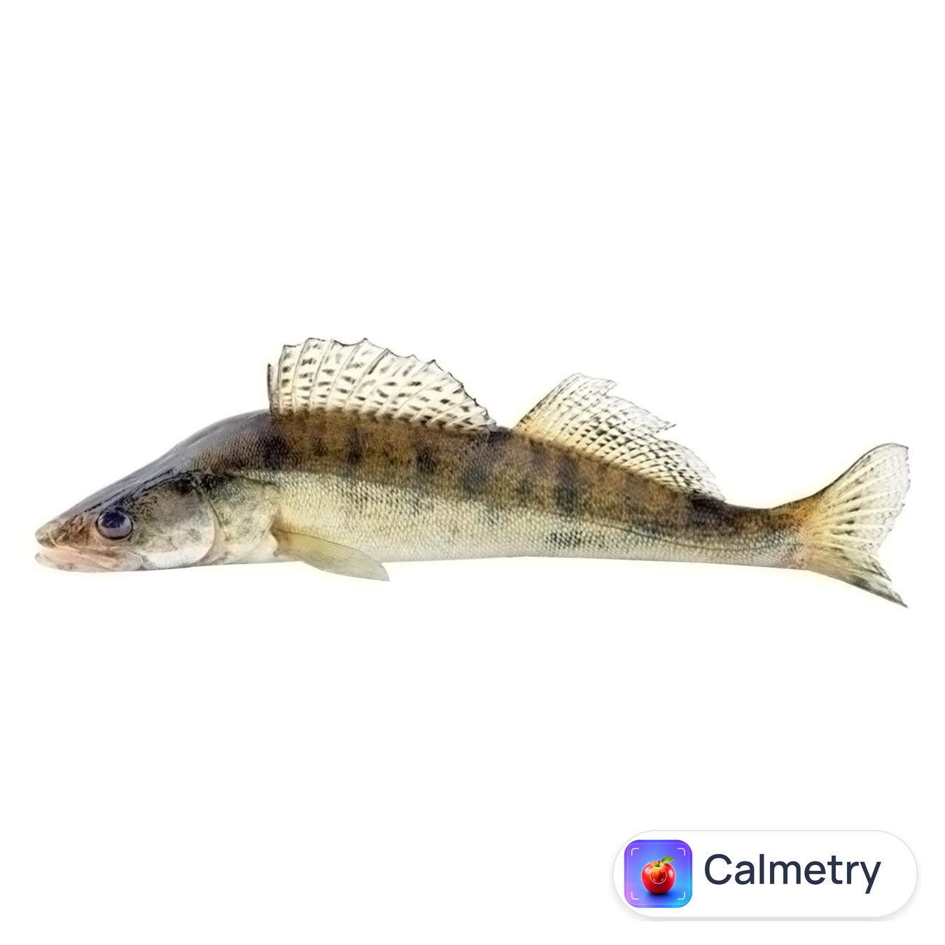 Судак охолоджений 1-3 — фото продукту
