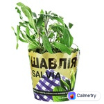 Шавлія в горщику — фото продукту
